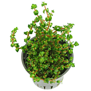 Rotala macranda "Pearl Type 1"