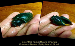 Spiny Marsh Snail (Thiara amarula)