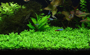 LCA Liverpool Creek Aquariums Staurogyne repens aquarium plant
