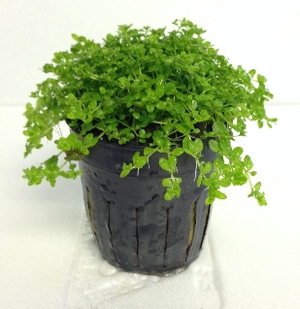 Hemianthus micranthemoides