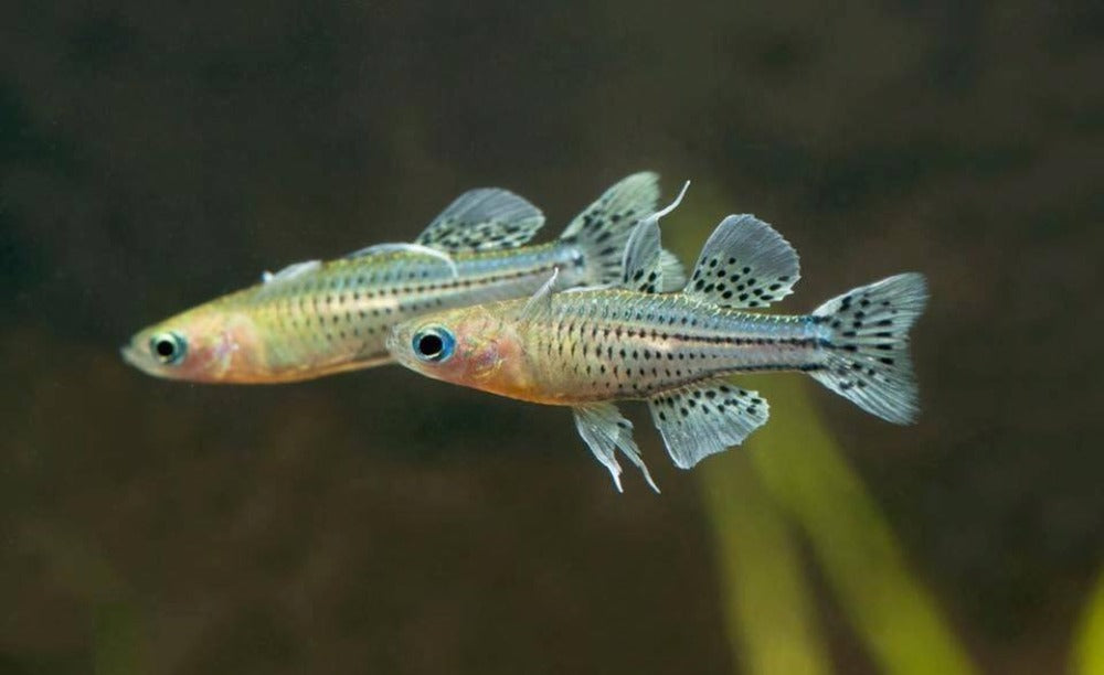 LCA Liverpool Creek Aquariums Spotted Blue Eyes  'Etty Bay' Pack of 10 freshwater aquarium fish