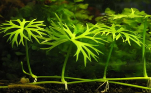 LCA Liverpool Creek Aquariums Ranunculus inundatus aquarium plant