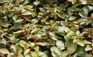 LCA Liverpool Creek Aquariums Ludwigia repens aquarium plant