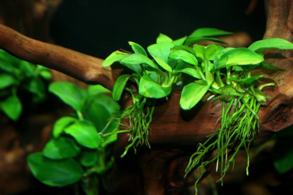 What Are Slow Growing Aquarium Plants?
