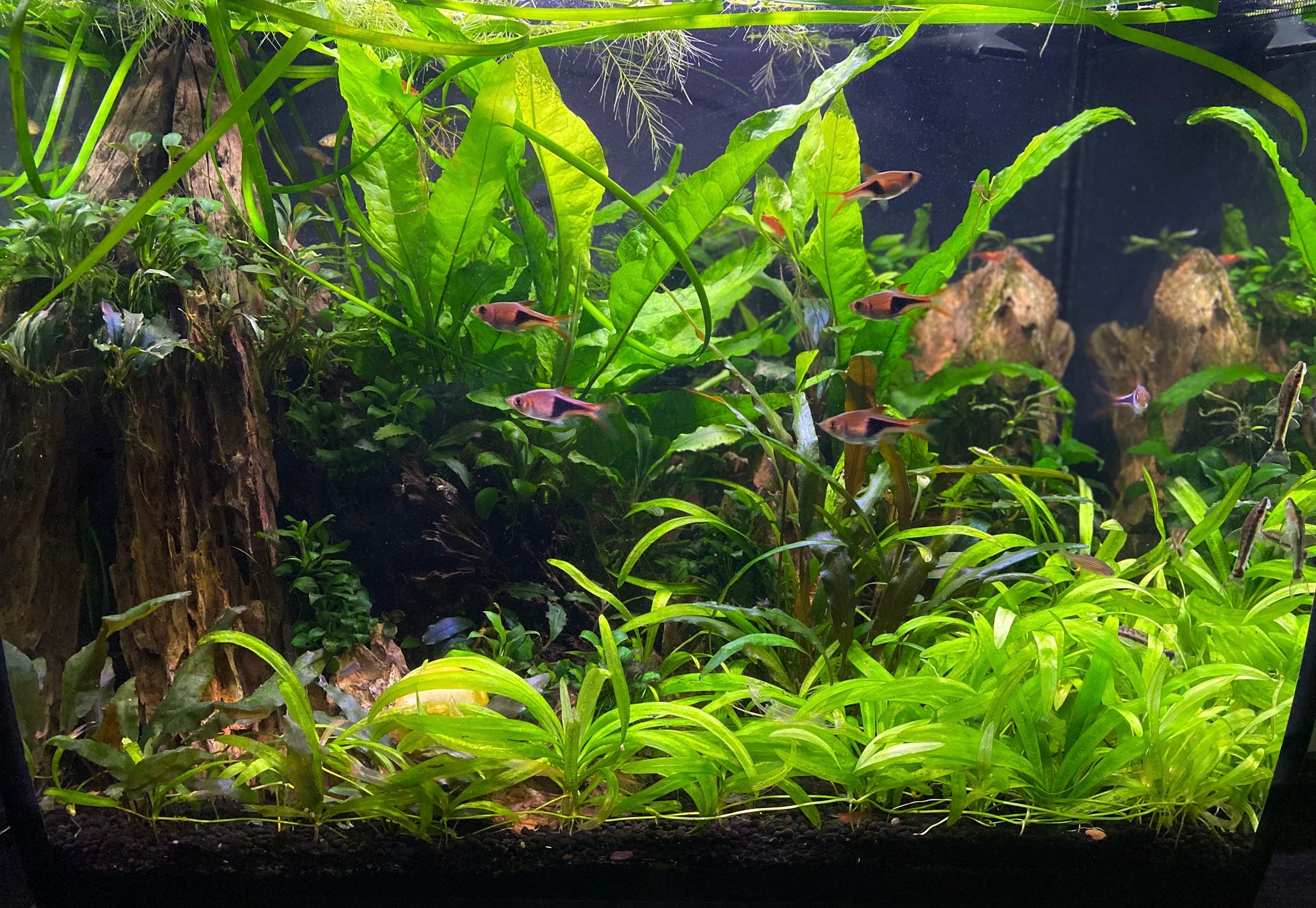 'Fallen Jungle' by Oliver Knight planted tank LCA 2021