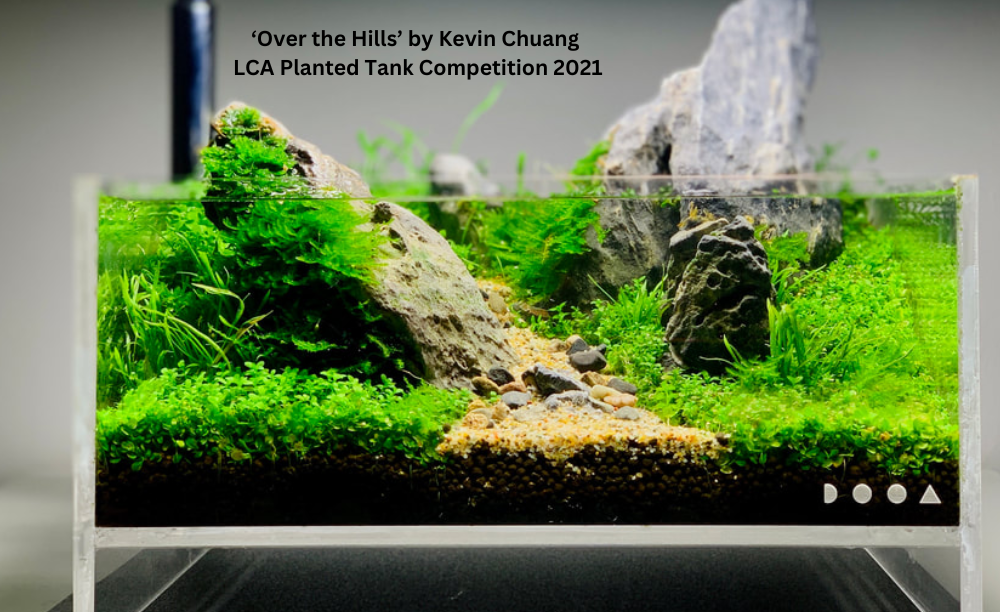 'Over the Hills' Planted tank by Kevin Chuang LCA planted tank competition 2021 photo