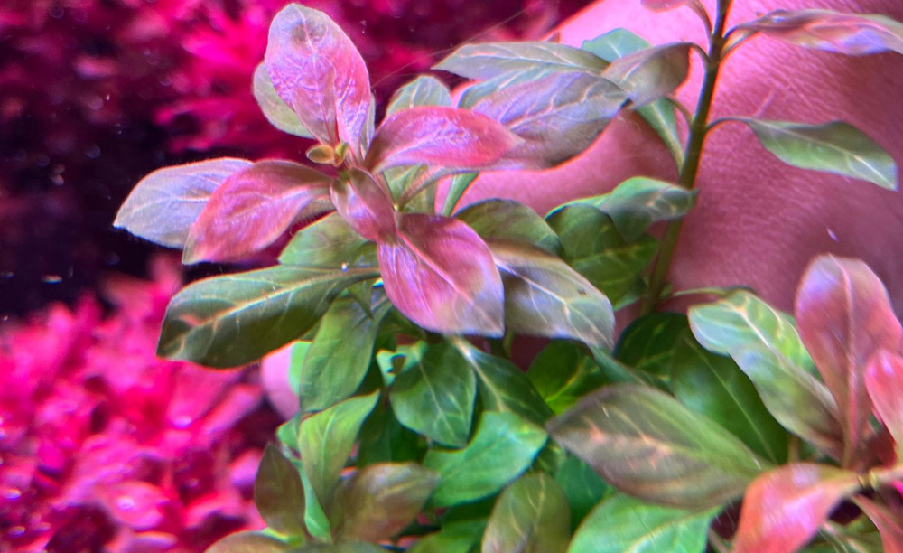 LCA Red Aquarium Plant