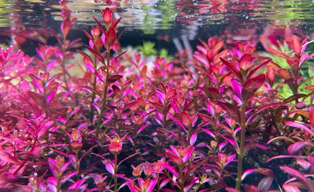 LCA Blog Post Red Plants and Nitrates red aquarium plant