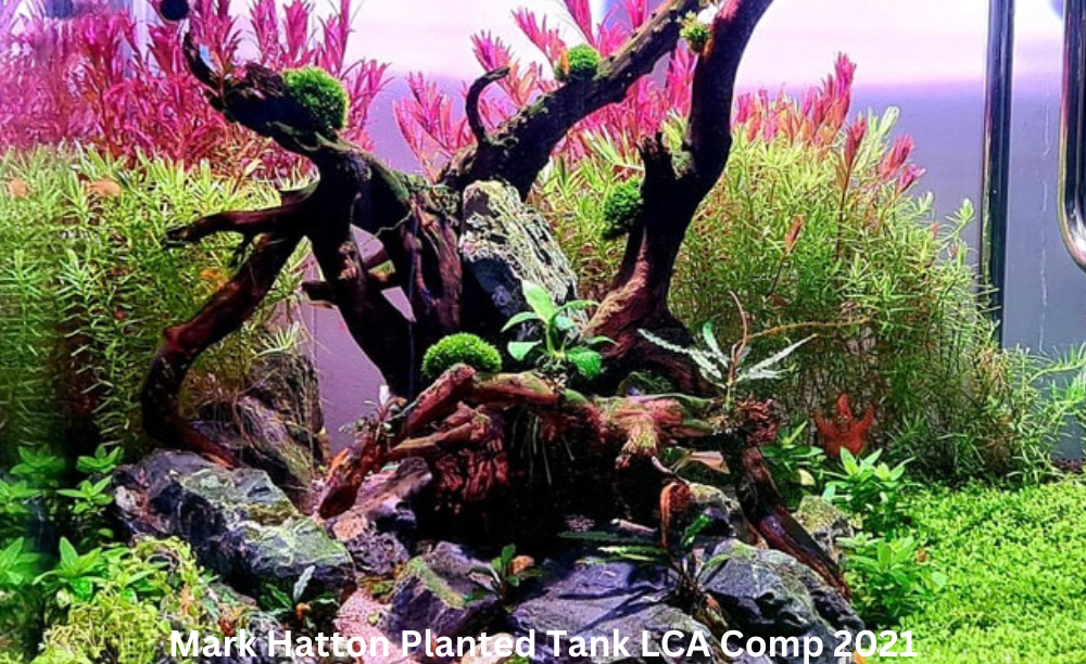 Plants