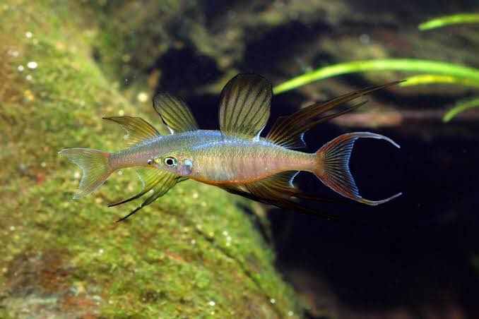 Fish