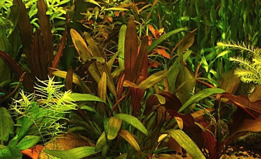 Echinodorus Fantastic Colour