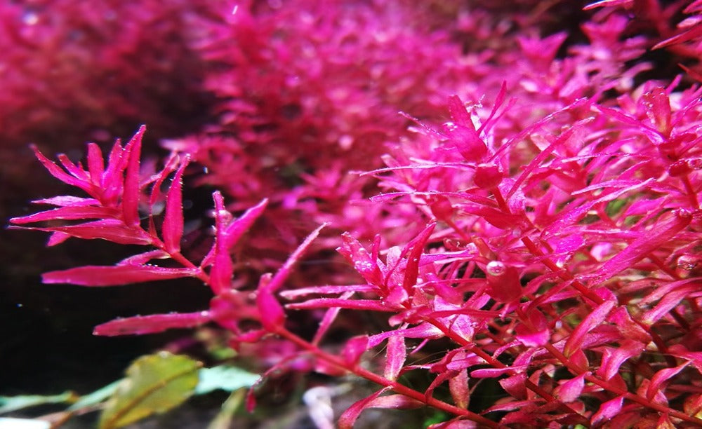 Rotala macranda "Butterfly"