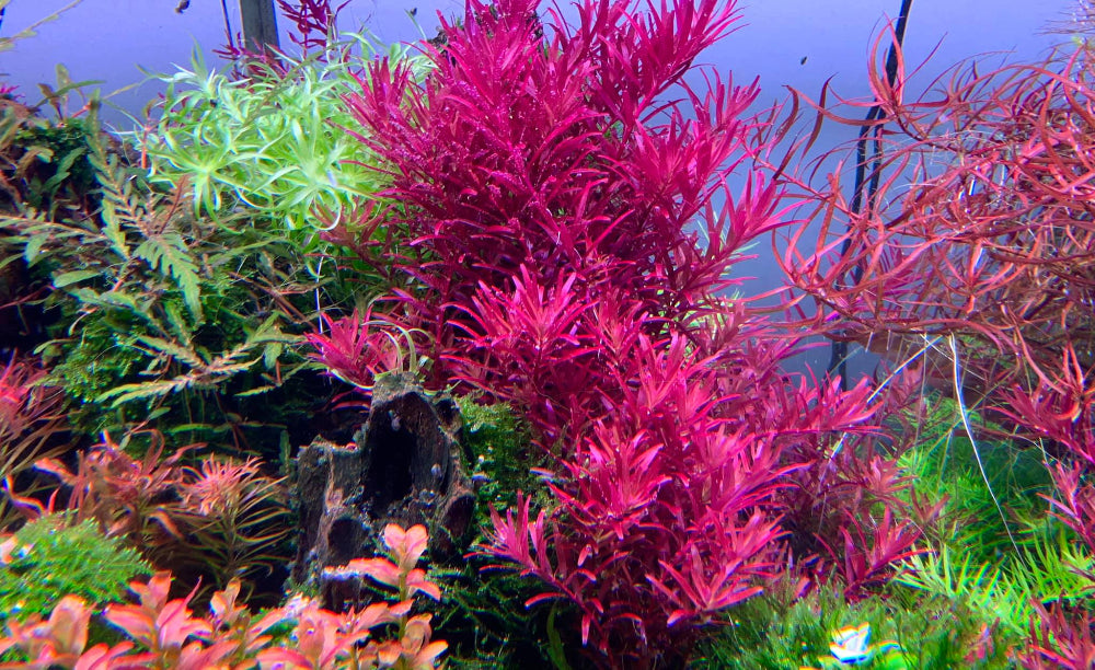 Rotala "Blood Red"