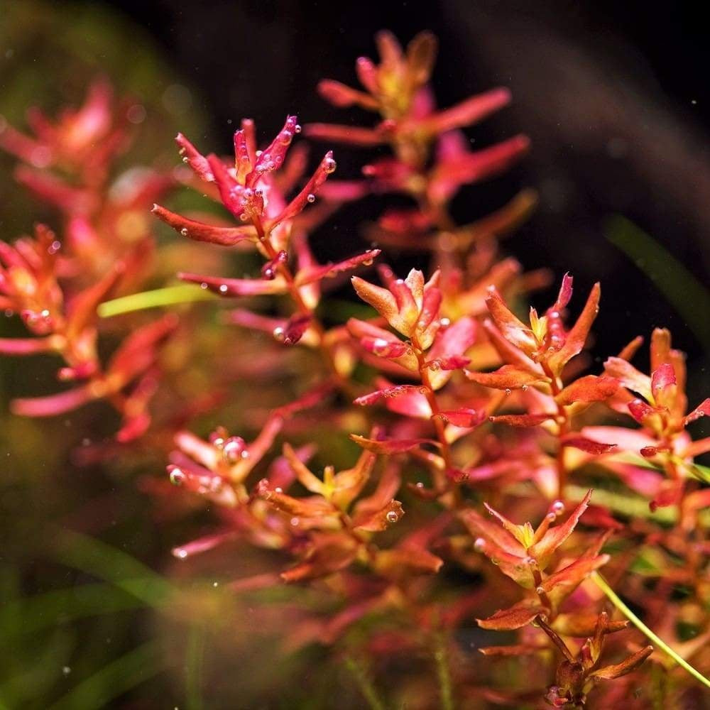 Rotala macranda "Butterfly"