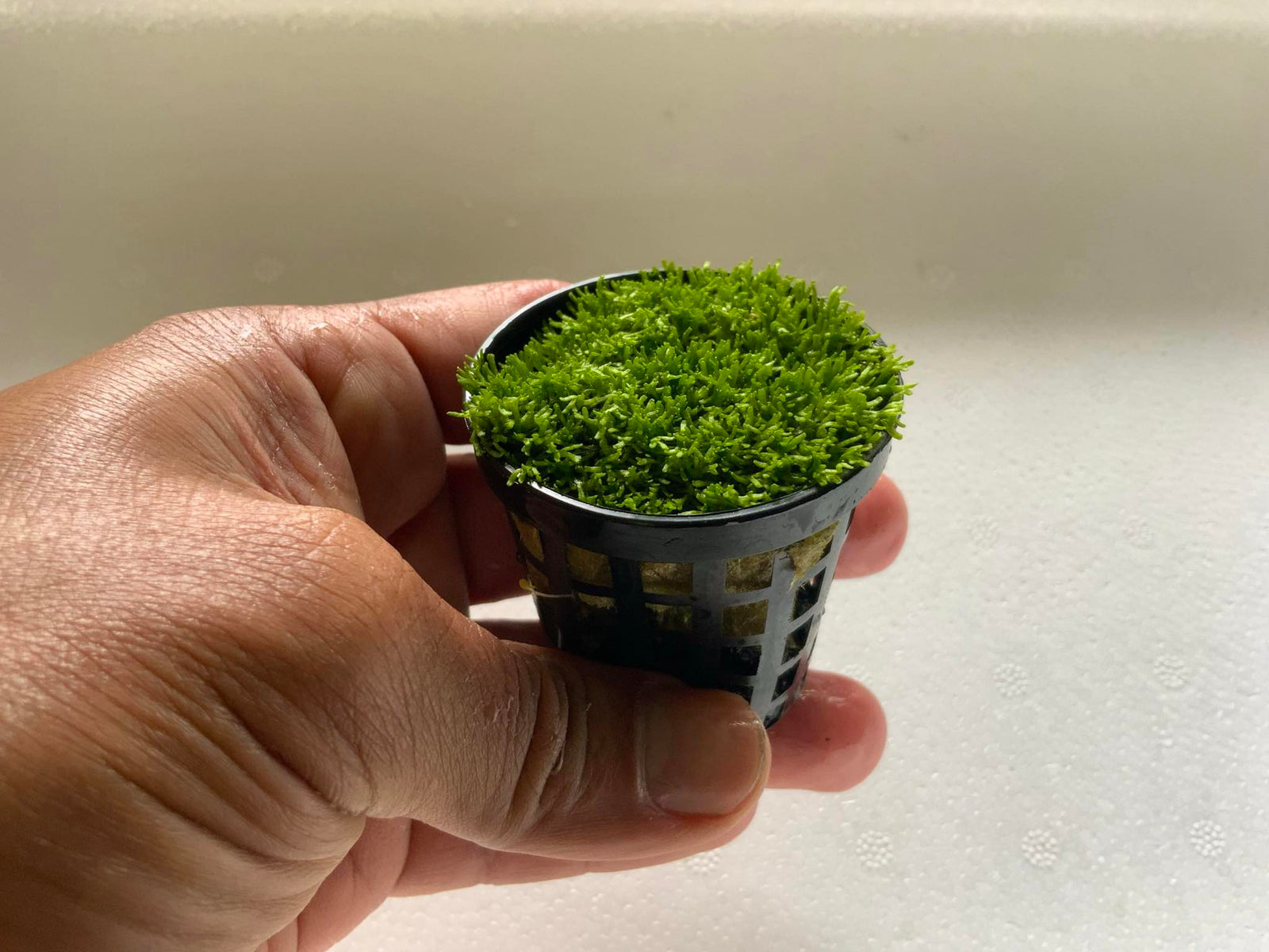 LCA Liverpool Creel Aquariums Riccia fluitans aquarium plant