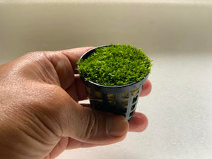 Riccia fluitans