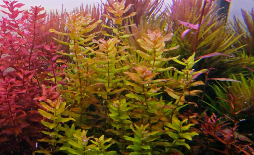 Rotala macranda "Green"