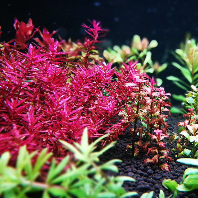 Rotala macranda "Butterfly"