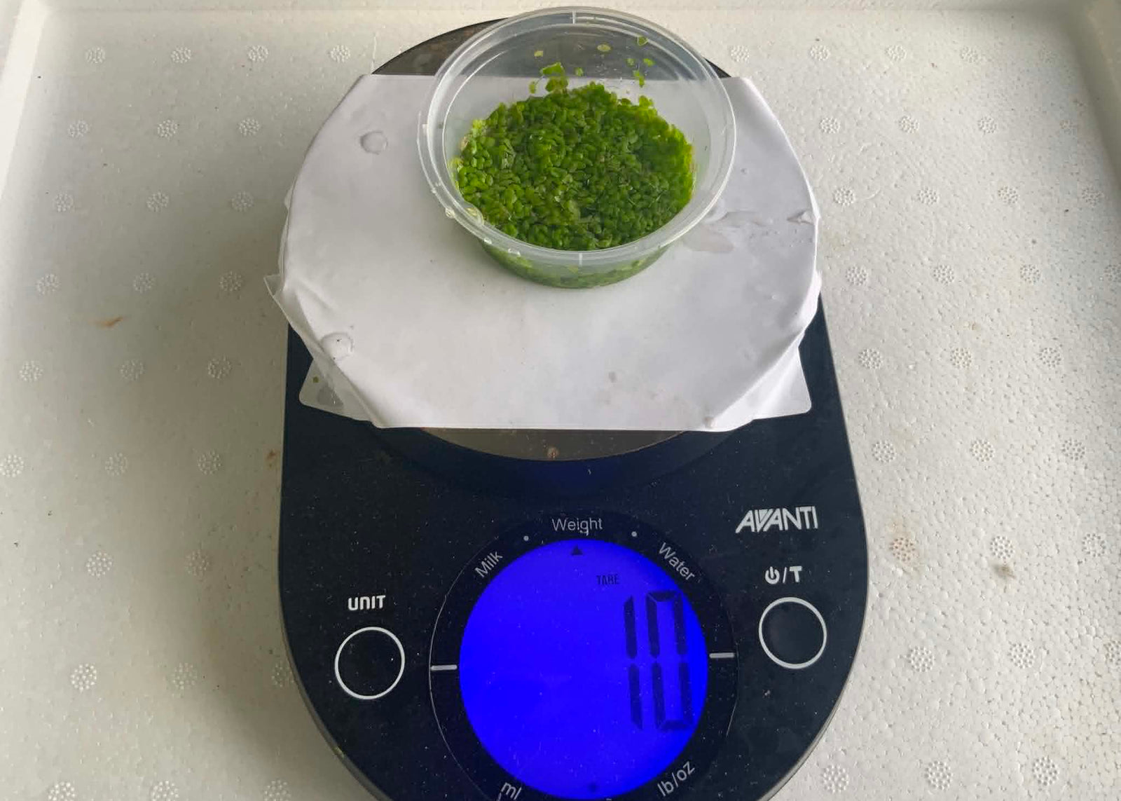 Duckweed (Lemna minor)