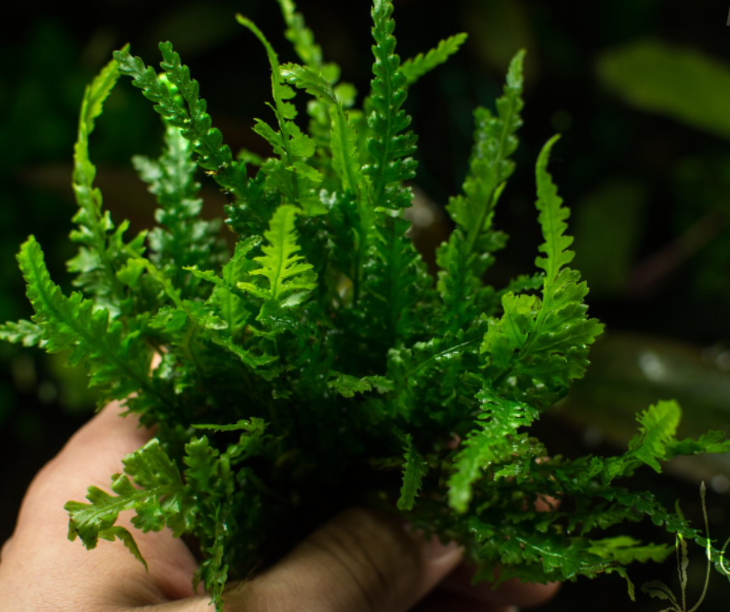 Dwarf Bolbitis (Possibly Bolbitis sp. "Mindanao Kidapuwan")