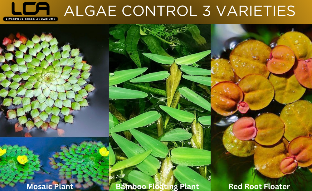Liverpool Creek Aquariums Algae Control Pack 4 Varieties aquarium plants