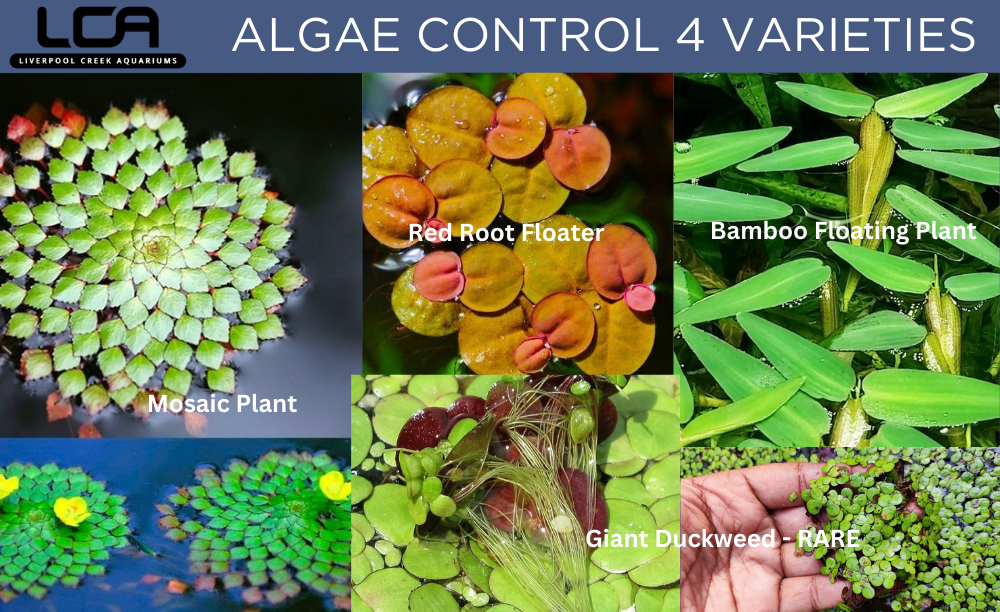 Liverpool Creek Aquariums Algae Control Pack 4 Varieties aquarium plants