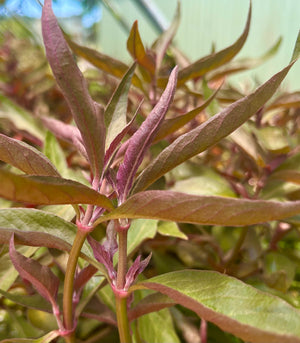 Alternanthera cardinalis