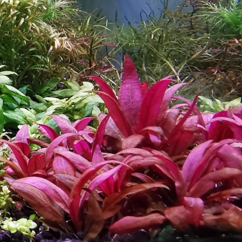 LCA Liverpool Creek Aquariums Alternanthera reineckii mini Aquarium Plant sold in pot