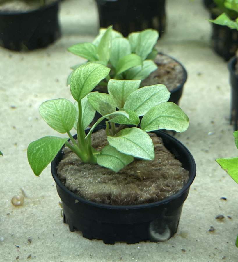 Anubias  'Jade'