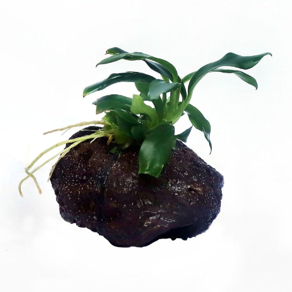 Aunubias minima