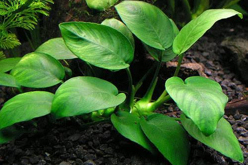 Anubias nana