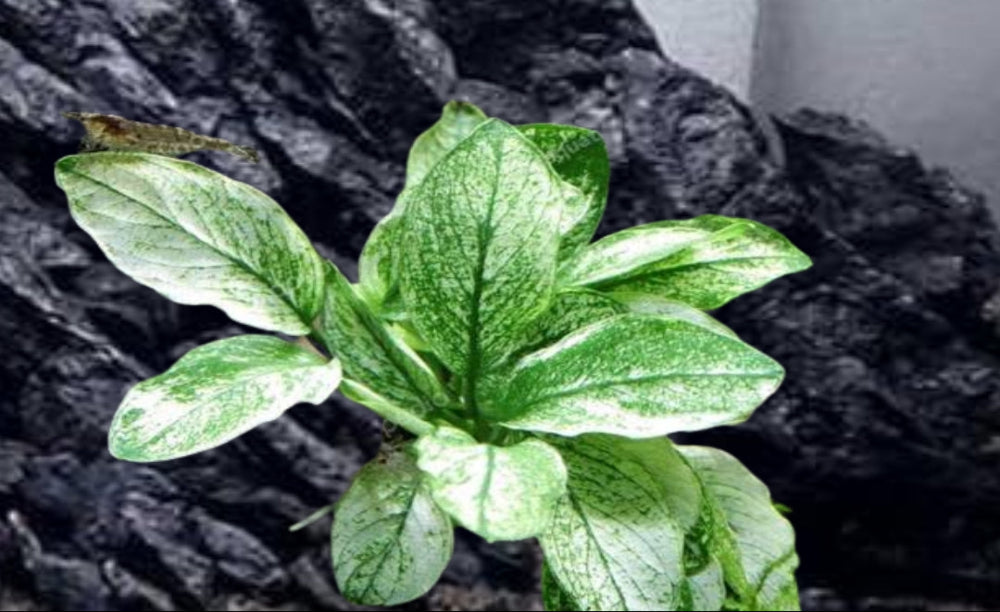 Anubias Pinto (RARE)