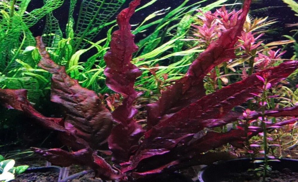 LCA Liverpool Creek Aquariums Barclaya longifolia aquarium plant