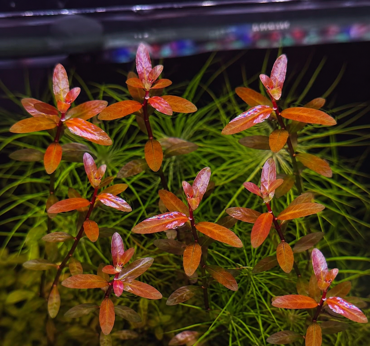 Ludwigia lanceolata - NEW / SUPER RARE ( sold as 1 stem only )