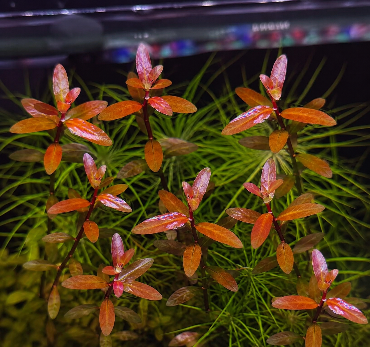 Ludwigia lanceolata - NEW / SUPER RARE ( sold as 1 stem only )
