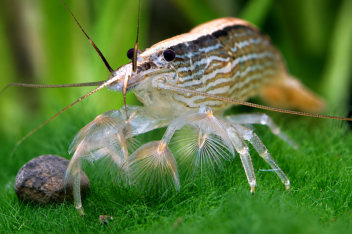 Riffle Shrimp