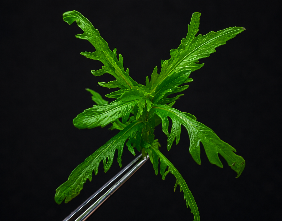 Hygrophila ‘Lower Hlaingbwe' NEW / SUPER RARE (sold as 1 stem only)