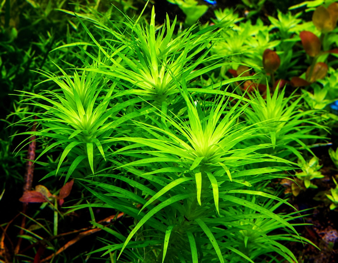 Syngonanthus ‘Madeira’ Ultra Rare