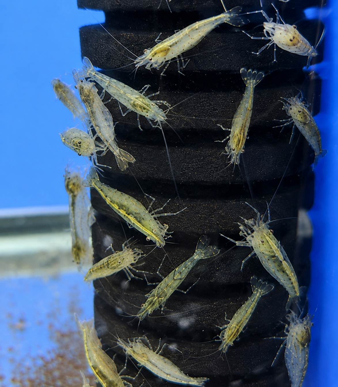 Australian Amano Shrimp - BUY 3 GET 1 FREE