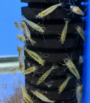 Australian Amano Shrimp - BUY 3 GET 1 FREE