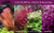 Liverpool Creek Aquariums Colourful Plant Pack 8 bunches aquarium plants