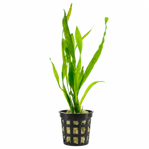 Vallisneria tortifolia ( Corkscrew Vallisneria ) POT