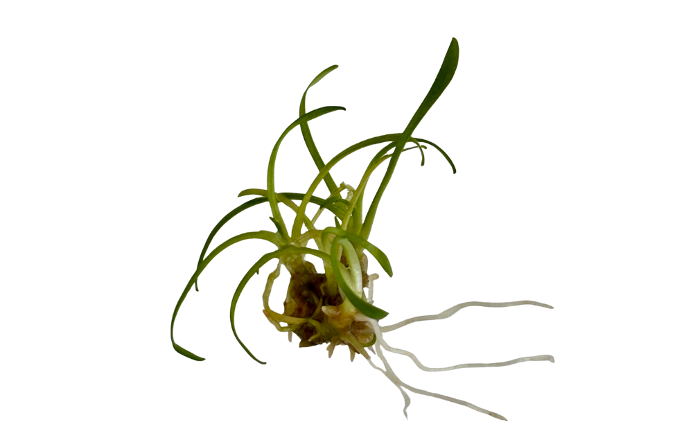 Cryptocoryne parva - Submersed Grown