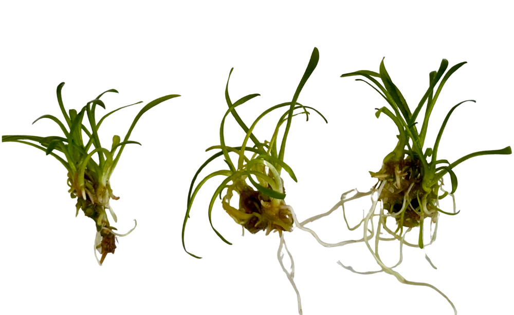 Cryptocoryne parva - Submersed Grown