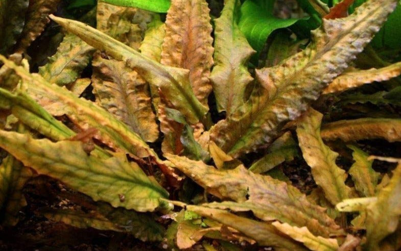 LCA Liverpool Creek Aquariums Cryptocoryne wendtii Red aquarium plant