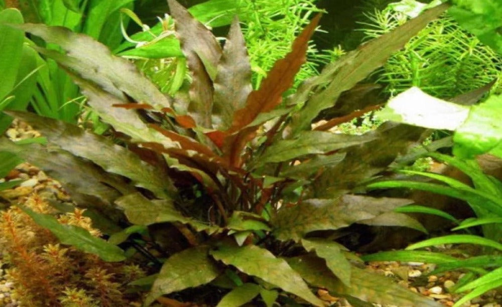 LCA Liverpool Creek Aquariums Cryptocoryne wendtii "Brown" aquarium plant
