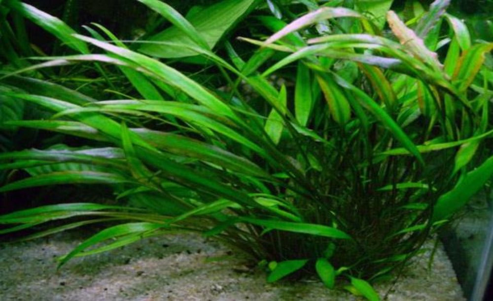 LCA Liverpool Creek Aquariums Cryptocoryne willisii aquarium plant