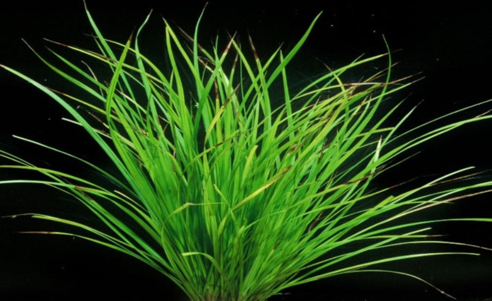 LCA LIverpool Creek Aquariums Cyperus helferi aquarium plant