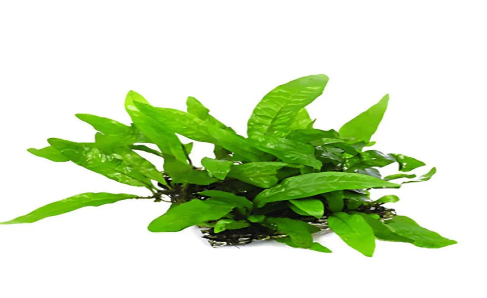 Java Fern Size Chart Java Fern Aquarium Java Fern... Melting, Or A Problem? | Aquarium