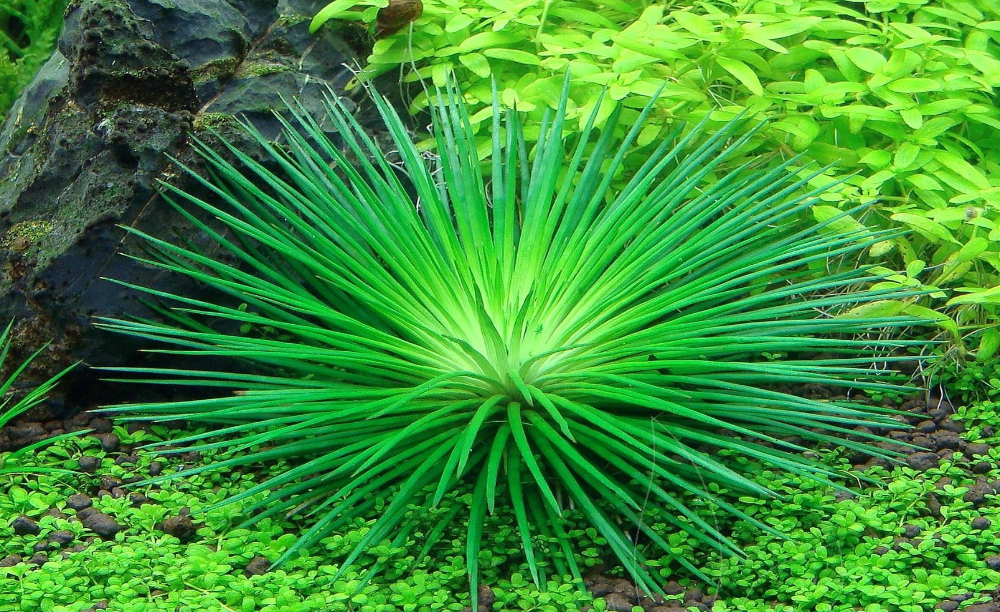 LCA Liverpool Creek Aquariums Eriocaulon cinereum aquarium plant